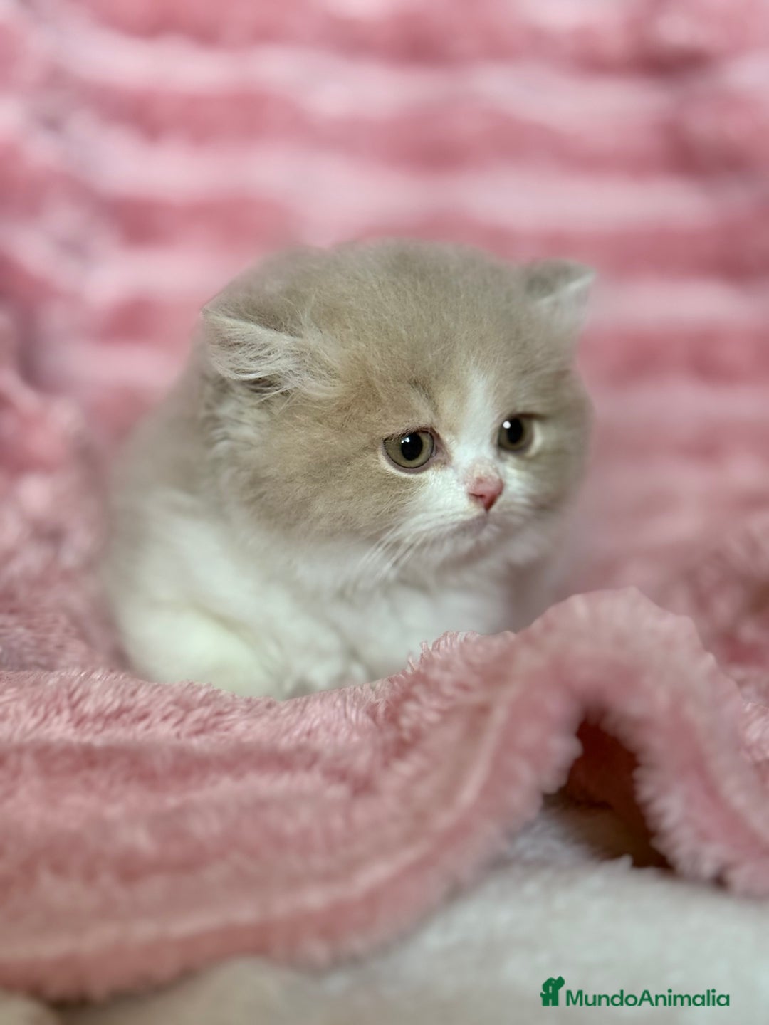Británico de Pelo Largo gatos en venta: Monísimo gatito British  - Imagen 7