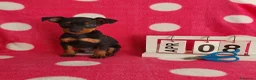 Pinscher Miniatura perros en venta: Pinscher miniatura  - Anuncio 6
