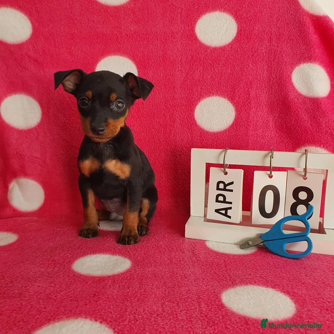 Pinscher Miniatura perros en venta: Pinscher miniatura  - Anuncio 6