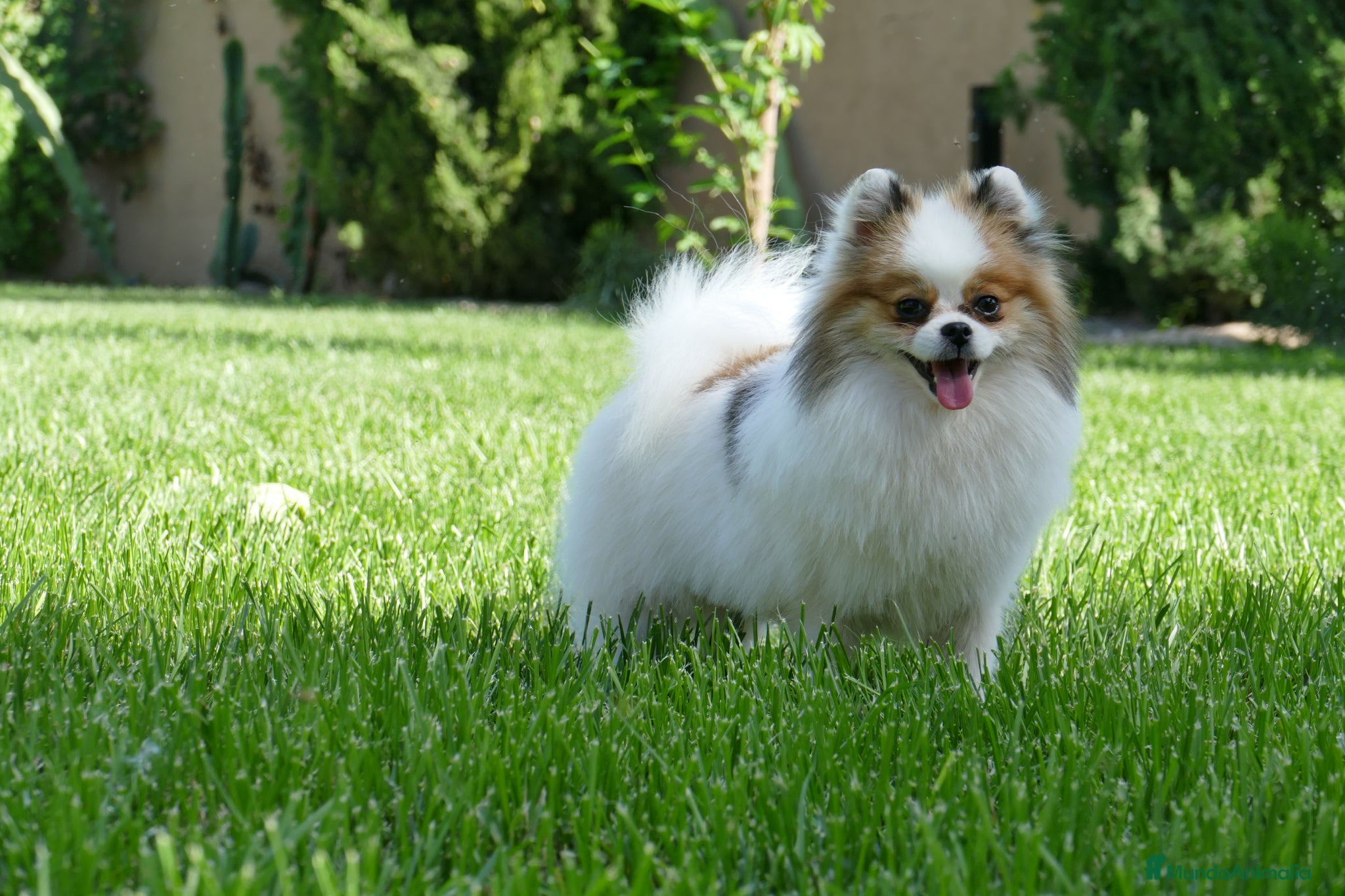 Pomerania perros Pomerania - Anuncio 2