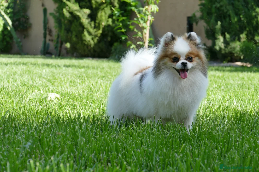 Pomerania perros en venta: Pomerania - Anuncio 1