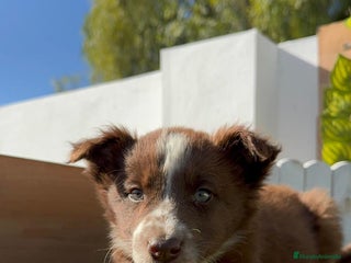 Border Collie perros BORDER COLLIE MACHO - Anuncio 1