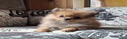 Pomerania perros en venta: Preciosos Cachorritos de Pomerania 🤎🐶✨ - Anuncio 4