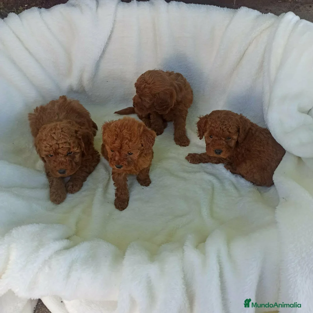 Caniche Toy perros en venta: ‼️‼️CANICHES ROJOS 50% ASIÁTICOS  - Anuncio 1