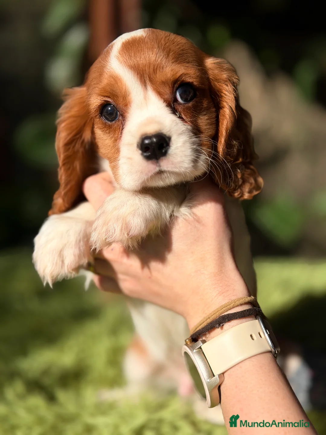 Cavalier King Charles Spaniel perros en venta: Cavalier King Blenheim  - Anuncio 5