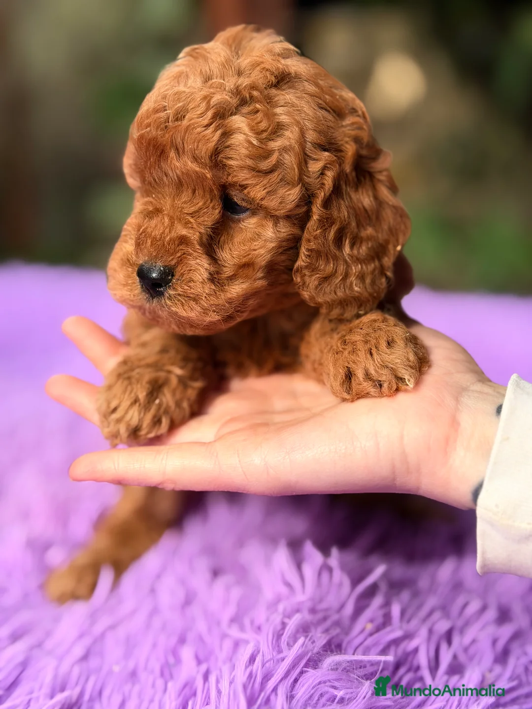 Raza Mixta perros en venta: Caniche mini  - Anuncio 5