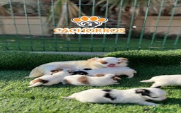 Chihuahua perros en venta: Chihuahua pelo largo  - Imagen 5