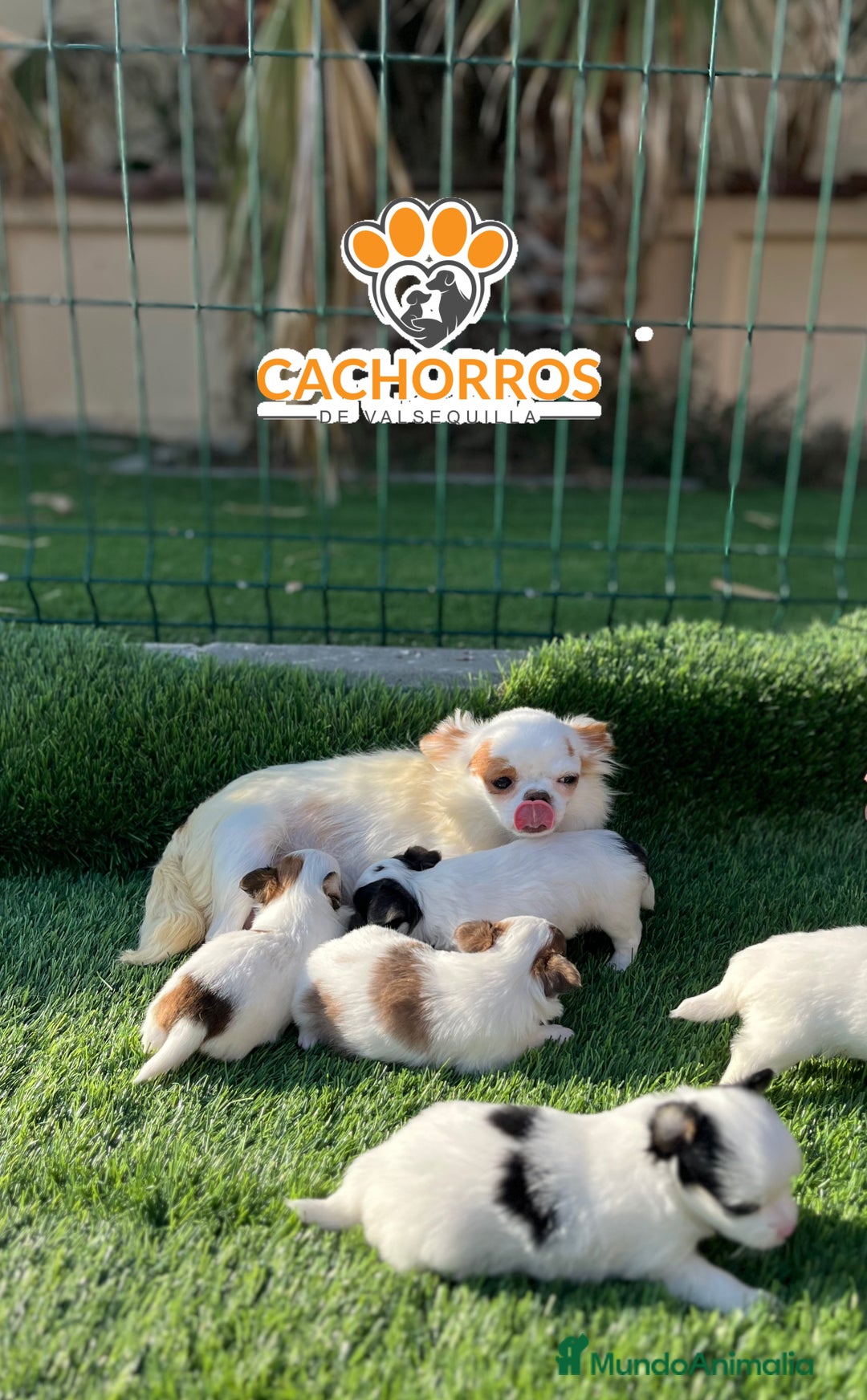 Chihuahua perros en venta: Chihuahua pelo largo  - Imagen 5