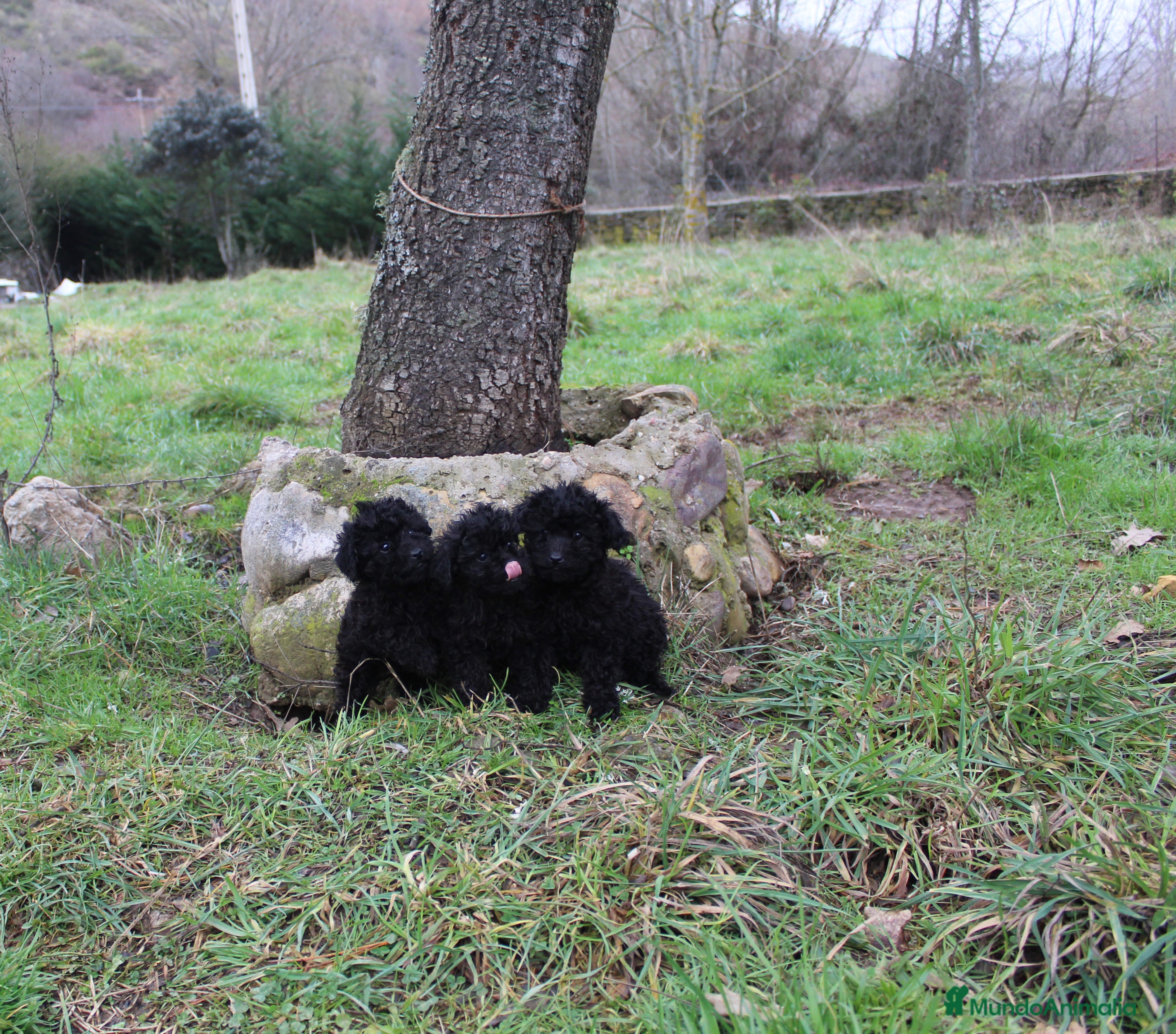 Caniche Toy perros Caniches hembras negras  - Anuncio 1