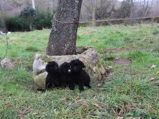 Caniche Toy perros Caniches hembras negras - Anuncio 1