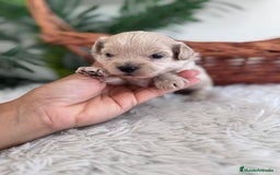 Maltipoo perros en venta: MALTIPOO MACHO - Imagen 15