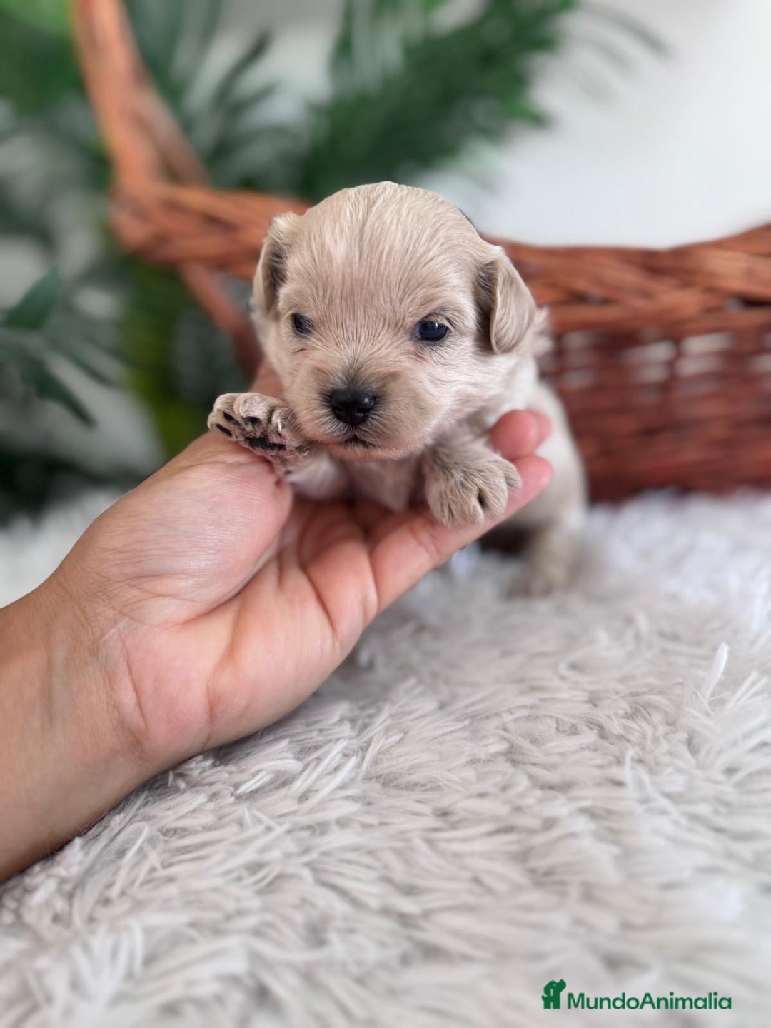 Maltipoo perros en venta: MALTIPOO MACHO - Imagen 15