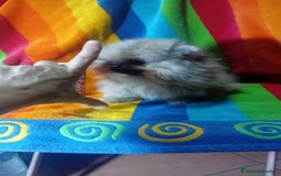 Pomerania perros en venta: Preciosos cachorros de pomeranias americanos  - Imagen 3
