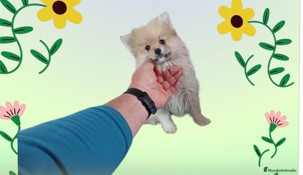 Pomerania perros Cachorro de pomerania  - Anuncio 1