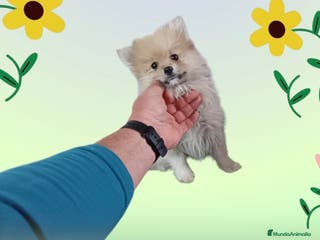 Pomerania perros Cachorro de pomerania - Anuncio 1