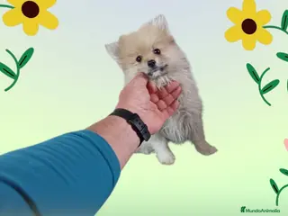 Pomerania perros Cachorro de pomerania - Anuncio 19