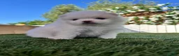 Pomerania perros en venta: POMERANIA - Anuncio 1