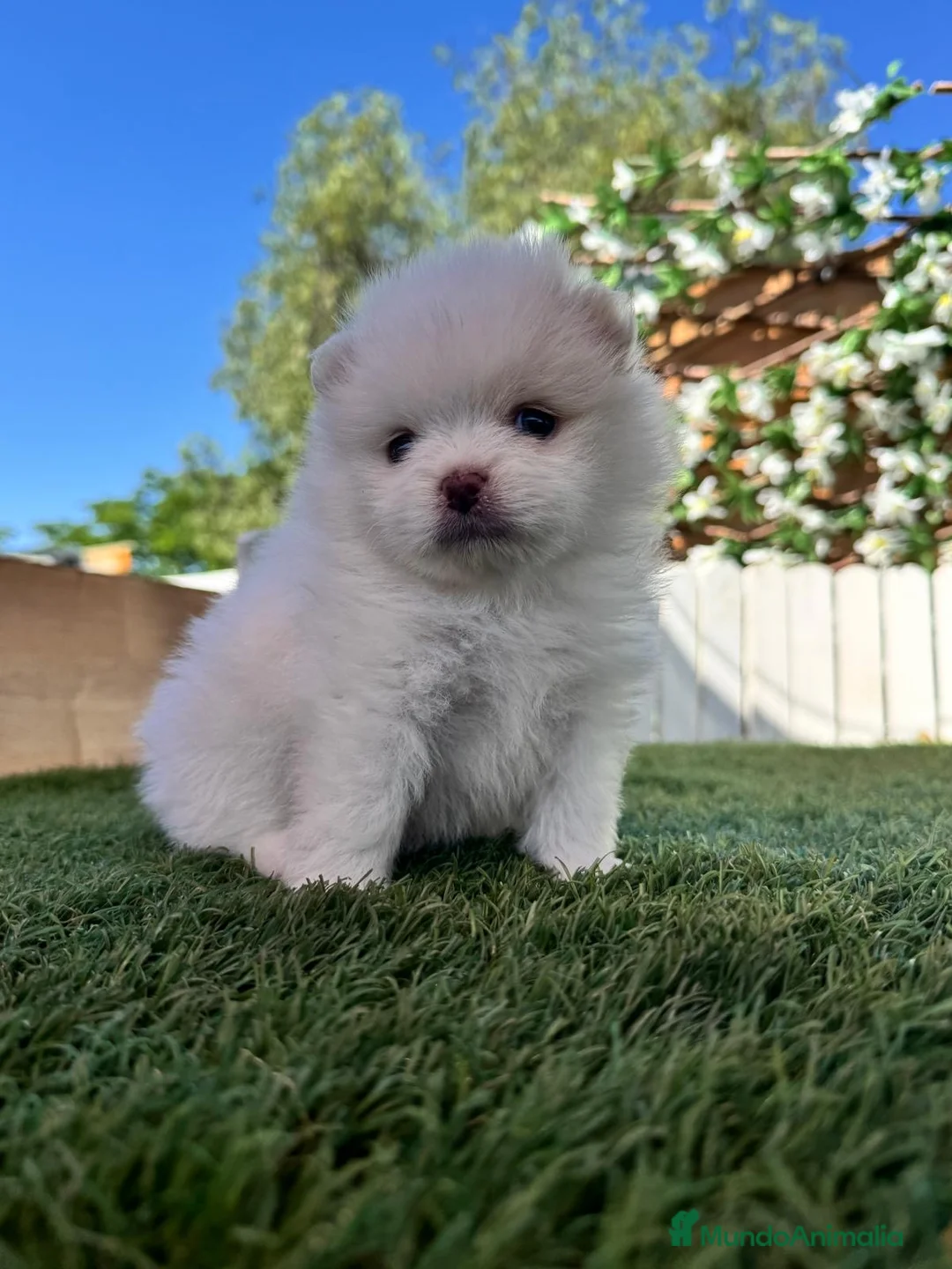 Pomerania perros en venta: POMERANIA - Anuncio 1