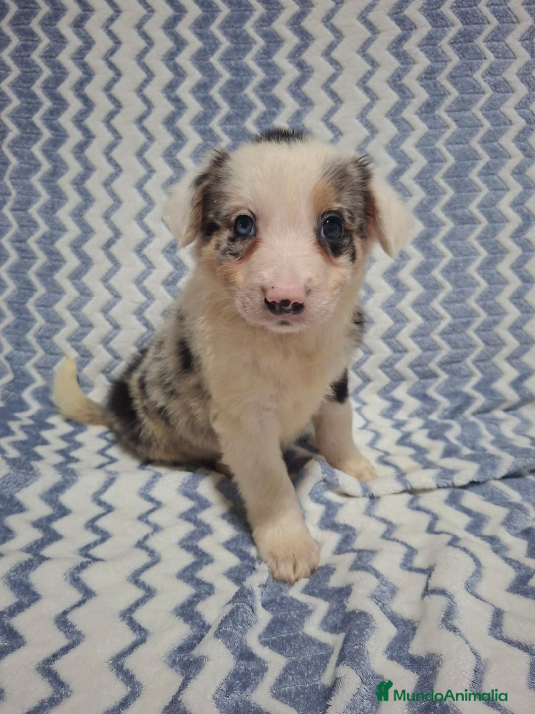 Border Collie perros en venta: Border Collie merle - Anuncio 2