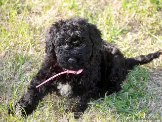 Perro de Agua Español perros CACHORRO PERRO DE AGUA ESPAÑOL - Anuncio 1