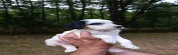 Setter Inglés perros en venta: Setter Inglés 641387649 - Anuncio 2