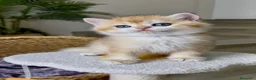 Británico de Pelo Corto gatos en venta: Camada H (2)  - Anuncio 8