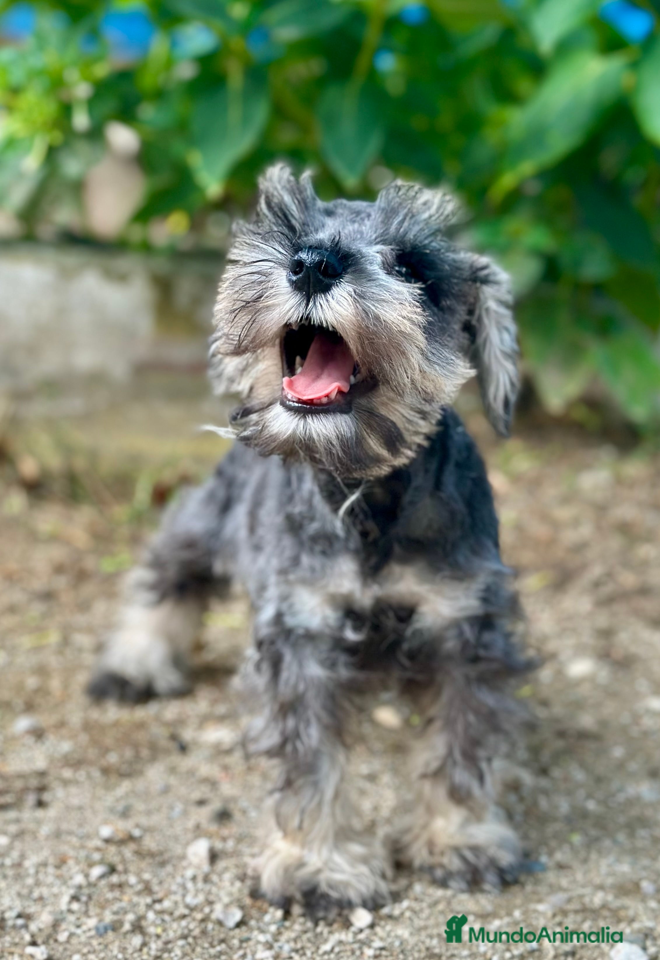 Schnauzer Miniatura perros SCHNAUZER MINIATURA ESPECTACULAR - Anuncio 23