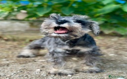Schnauzer Miniatura perros en venta: SCHNAUZER MINIATURA ESPECTACULAR - Imagen 1