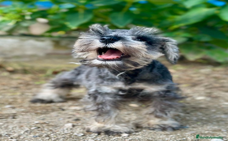 Schnauzer Miniatura perros - Anuncio 8