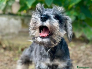 Schnauzer Miniatura perros SCHNAUZER MINIATURA ESPECTACULAR - Anuncio 24