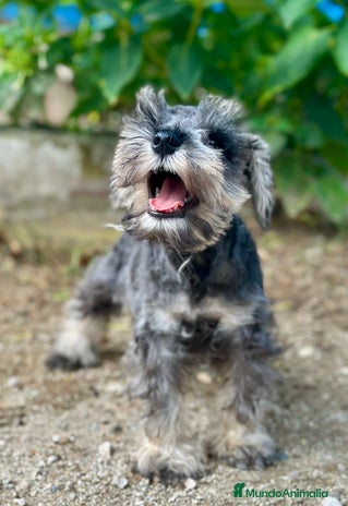 Schnauzer Miniatura perros - Anuncio 10