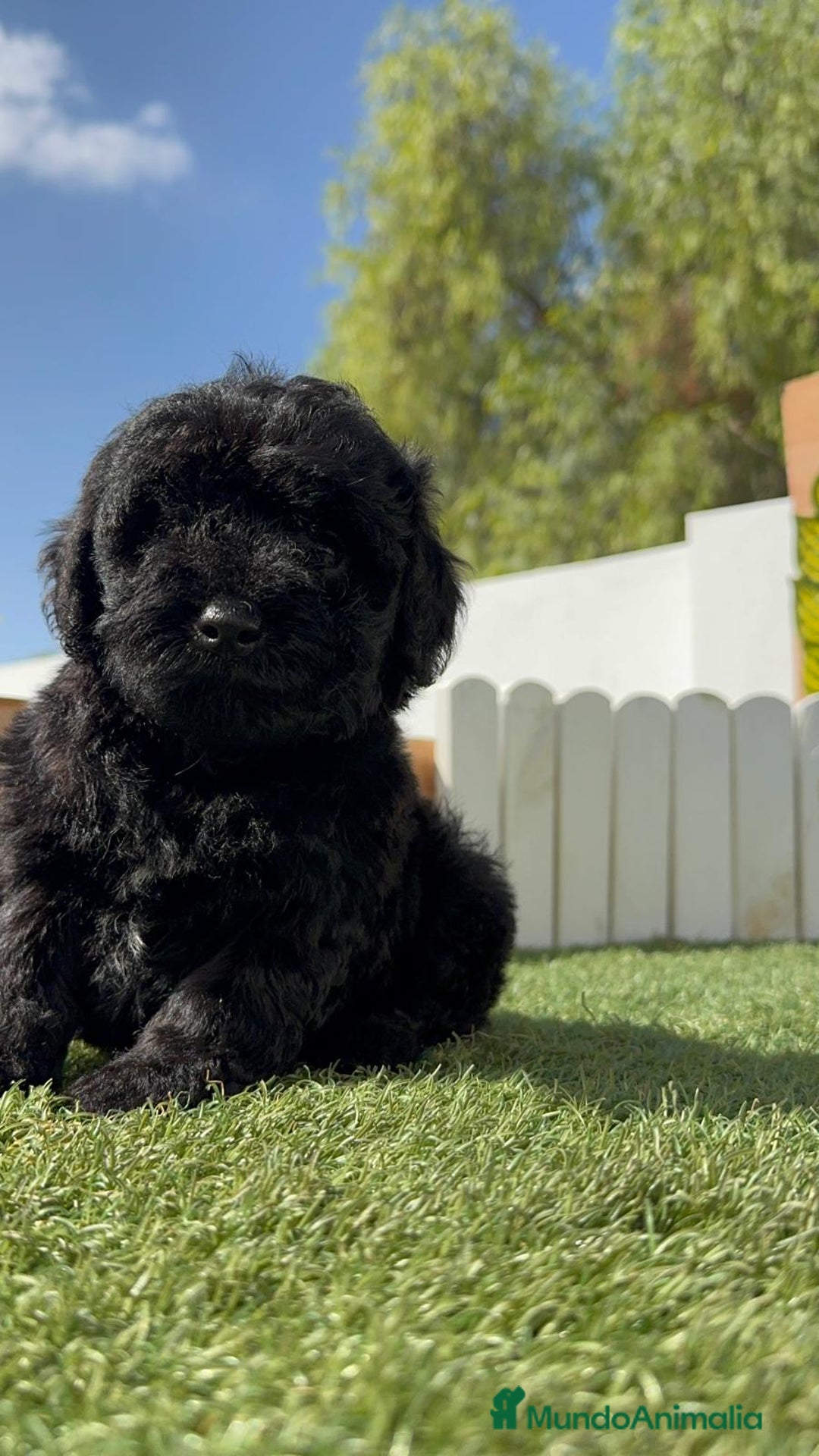 Perro de Agua Español perros en venta: PERRO DE AGUA ESPAÑOL MACHO - Imagen 10