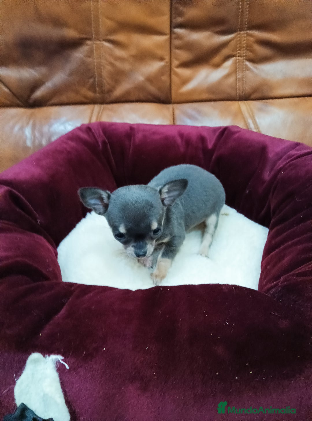 Chihuahua perros en venta: Chihuahua toy - Anuncio 4
