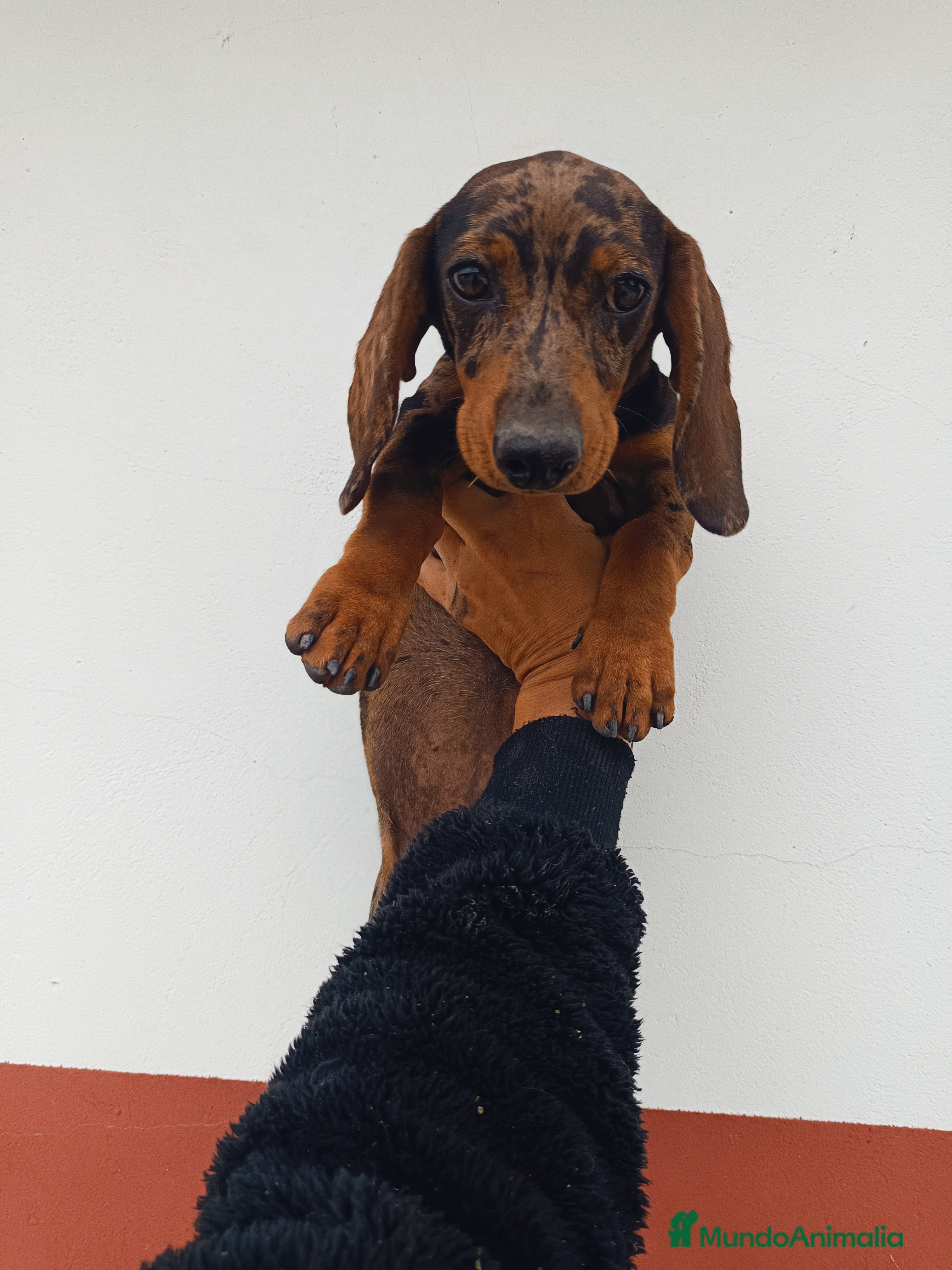 Teckel Miniatura perros Teckel miniatura - Anuncio 2