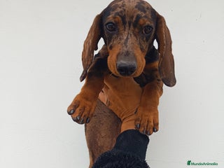 Teckel Miniatura perros - Anuncio 3