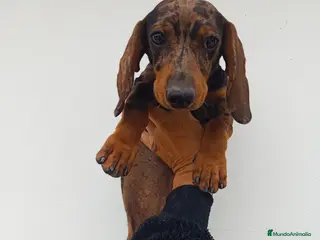 Teckel Miniatura perros Teckel miniatura - Anuncio 40