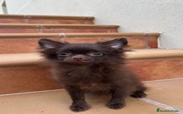 Pomchi perros en venta: Pomchi macho  - Imagen 1