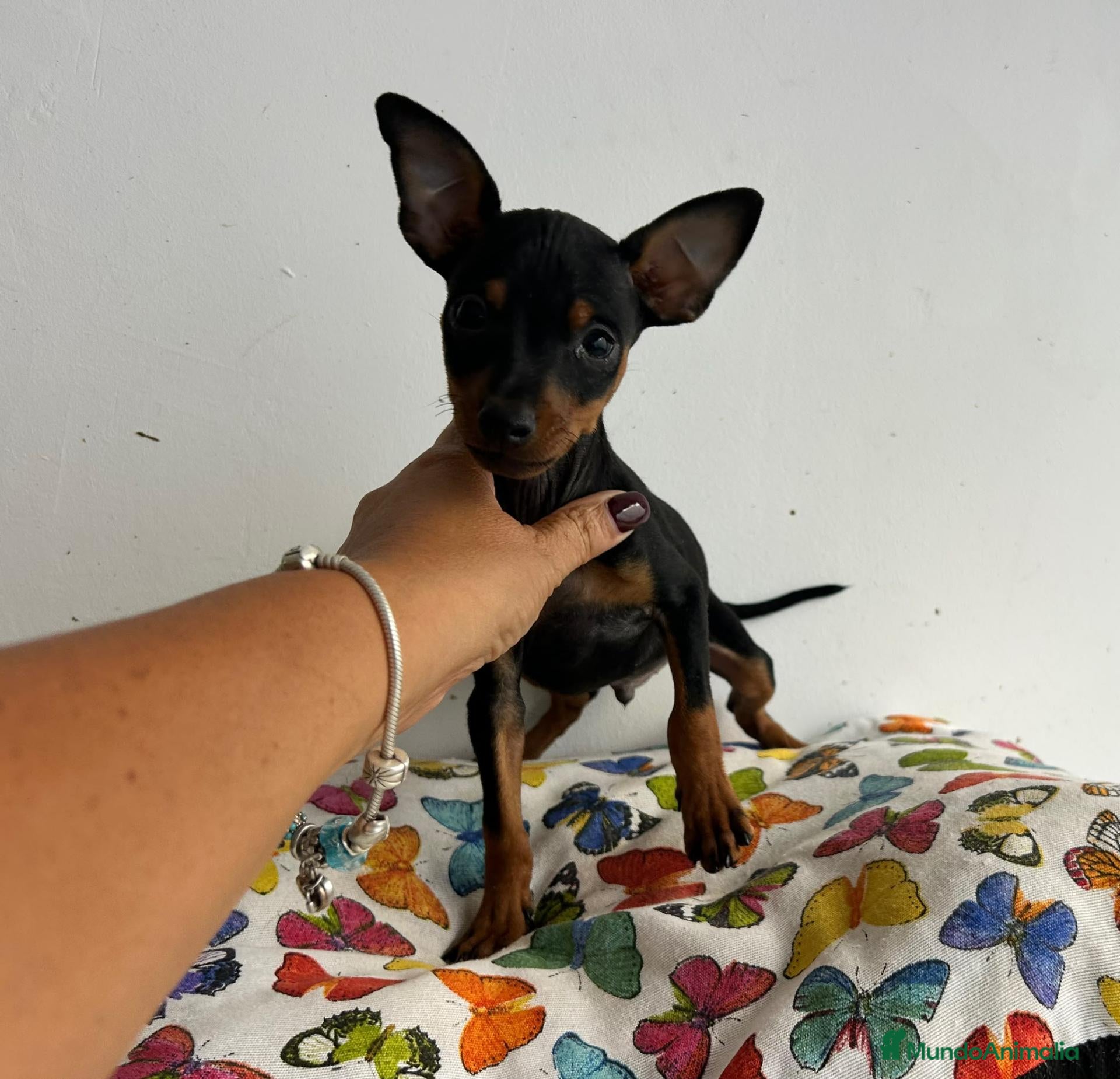 Ratón de Praga perros Raton de praga - Anuncio 1