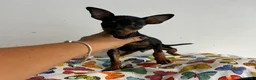 Ratón de Praga perros en venta: Raton de praga - Anuncio 1