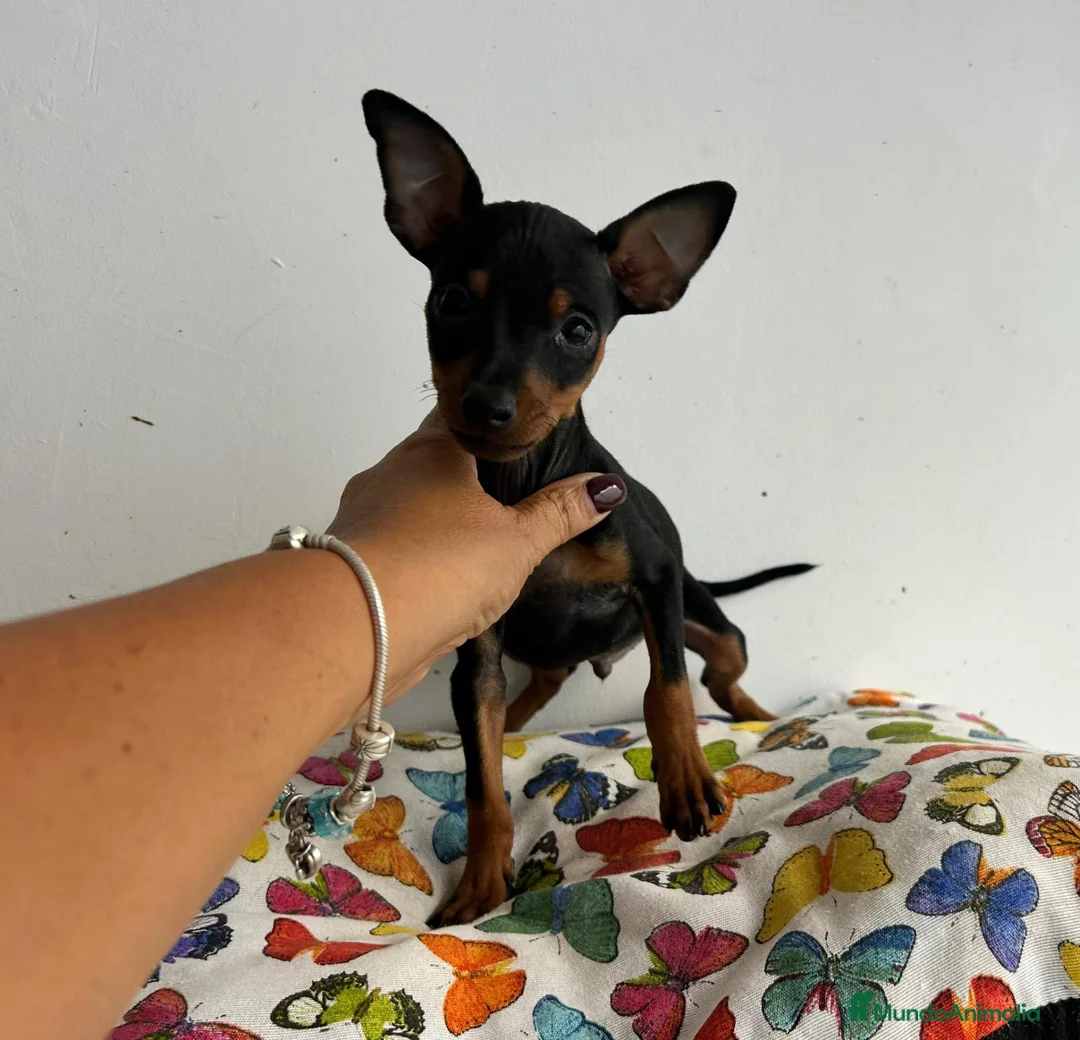 Ratón de Praga perros en venta: Raton de praga - Anuncio 1