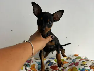 Ratón de Praga perros Raton de praga - Anuncio 1