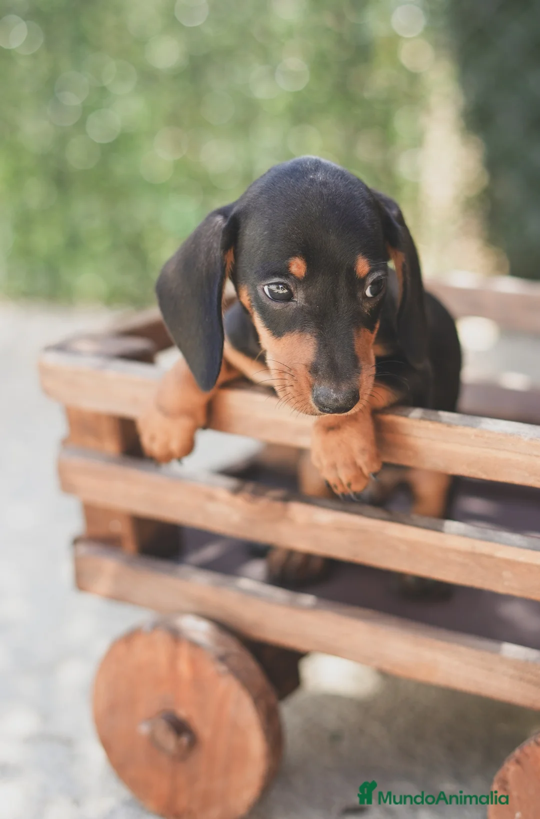 Teckel Miniatura perros en venta: Cachorro de Teckel miniatura  - Anuncio 1