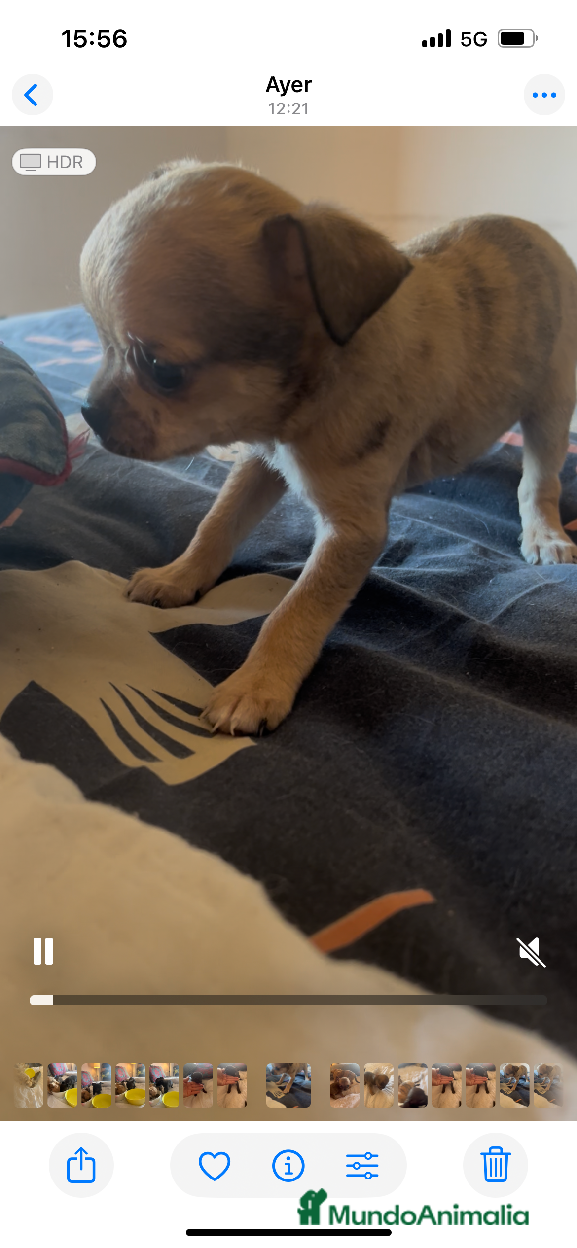 Chihuahua perros Chihuhuas - Anuncio 17