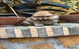 Pomerania perros en venta: Pomerania linea rusa Merles Toy y super chatos  - Imagen 4