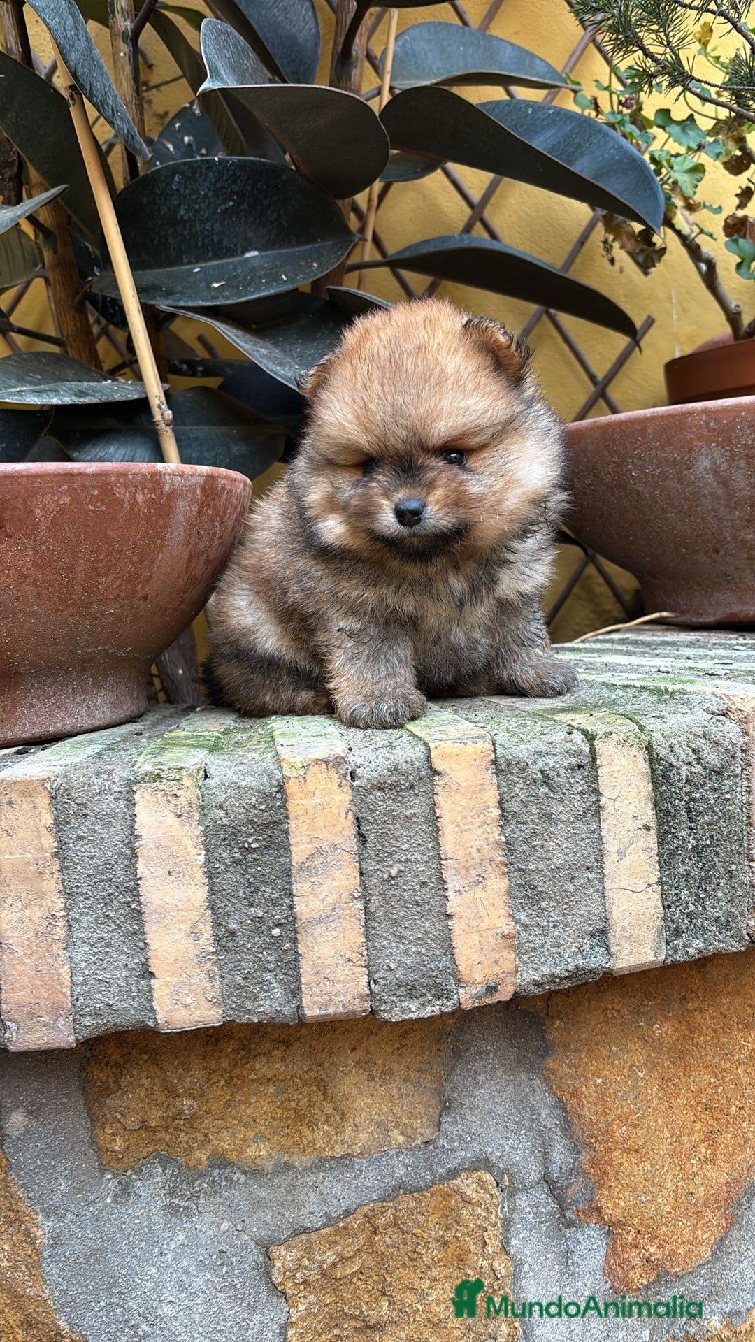 Pomerania perros en venta: Pomerania linea rusa Merles Toy y super chatos  - Imagen 4