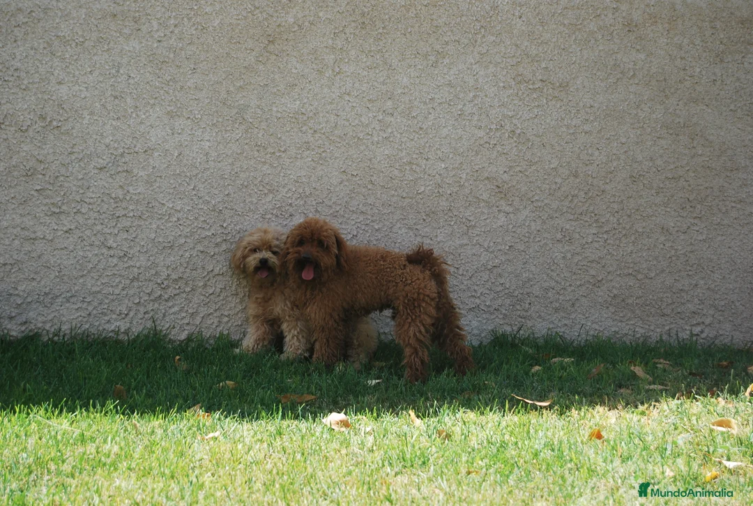 Caniche Toy perros en venta: Caniche, criador profesional en Madrid - Anuncio 5