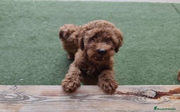 Caniche Enano perros en venta: Ultimo caniche enano - Imagen 1