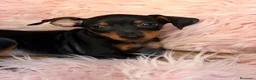 Pinscher Miniatura perros en venta: MINI PINCHER NEGRO FUEGO - Anuncio 4
