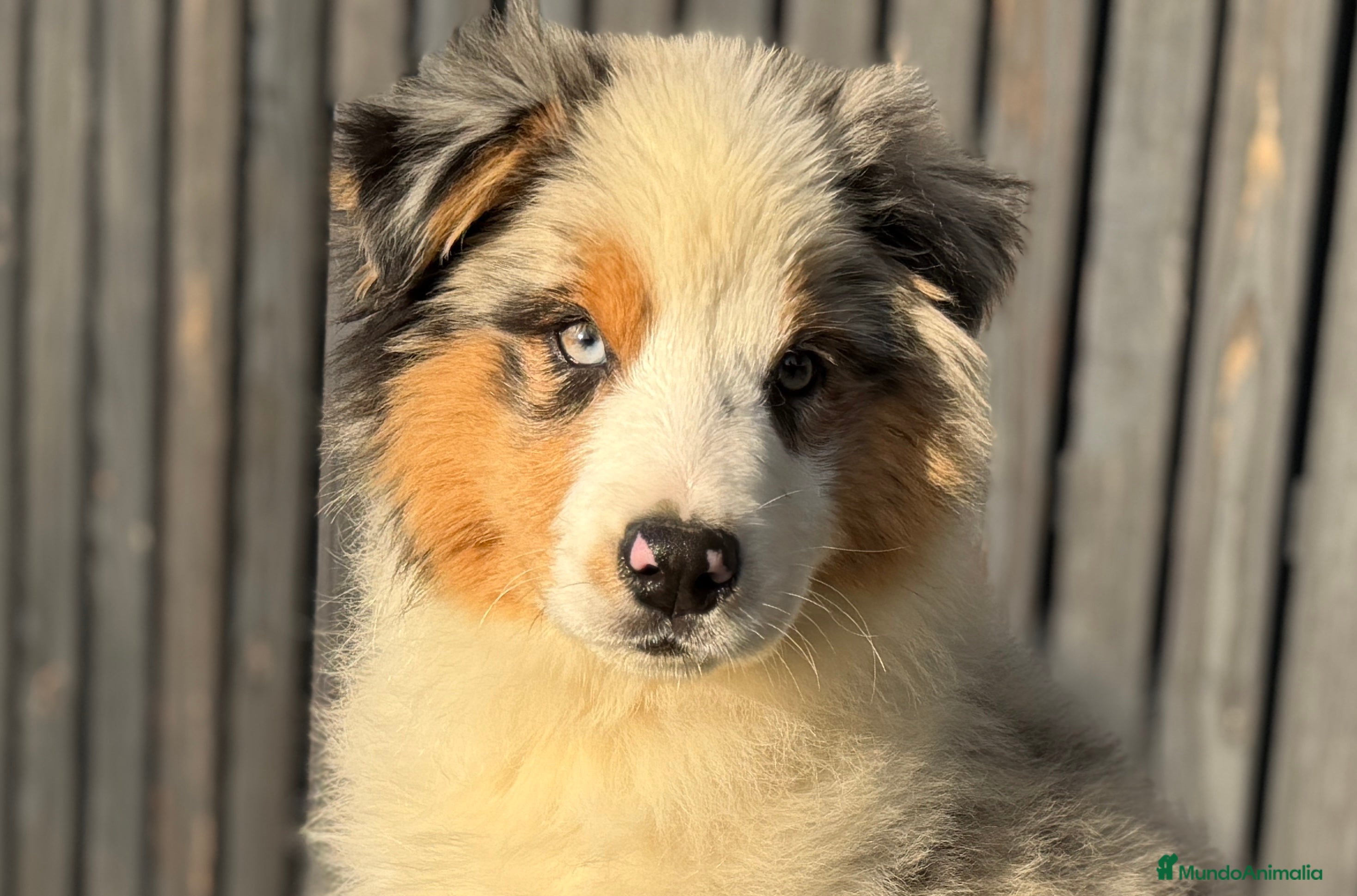 Pastor Australiano perros Pastor Aistraliano  - Anuncio 1