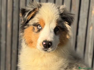 Pastor Australiano perros Pastor Aistraliano - Anuncio 1